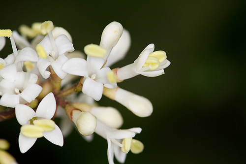 white flower bush
