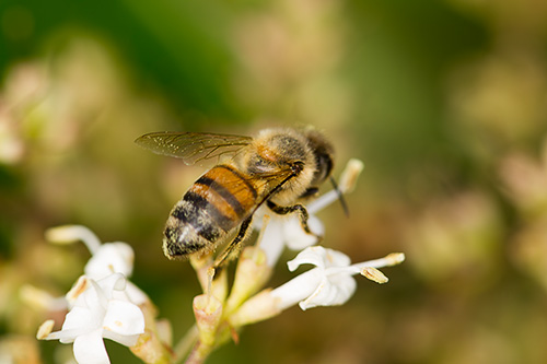 bee on white flower bush